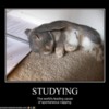 ecb14_funny-pictures-bunny-naps-on-homework