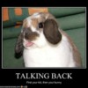 87d19_funny-pictures-your-bunny-talks-back