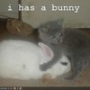 funny-pictures-kitten-has-bunny